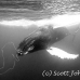 whale_humpback_h_00208_dom3607.jpg
